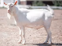 Cabro, Saanen goat — foto 2