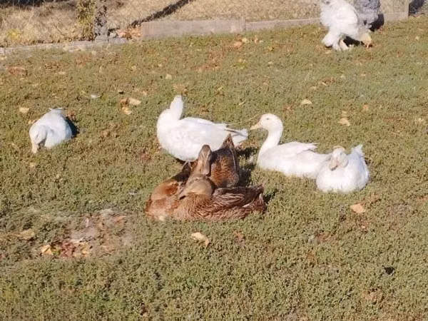 मुलार्ड
