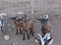 बकरा, Pomellata goat — फ़ोटो 5