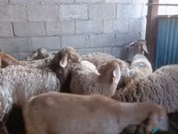 Oveja, Arashan sheep — foto 1