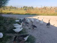 Geese — photo 3