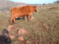 Kuh, Nguni cattle — Foto 1