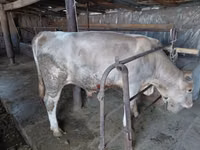 Bull, Red Polled Cow — photo 2