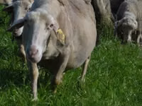 Sheep, Lacaune sheep — photo 3