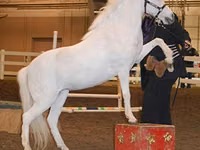 فرس, Miniature horse — الصورة 4