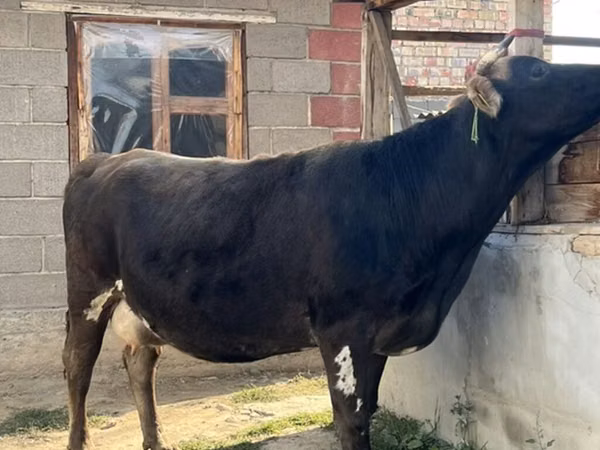 Cow, Alatau breed