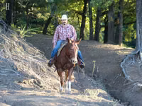 Horse (M), Mule — photo 5