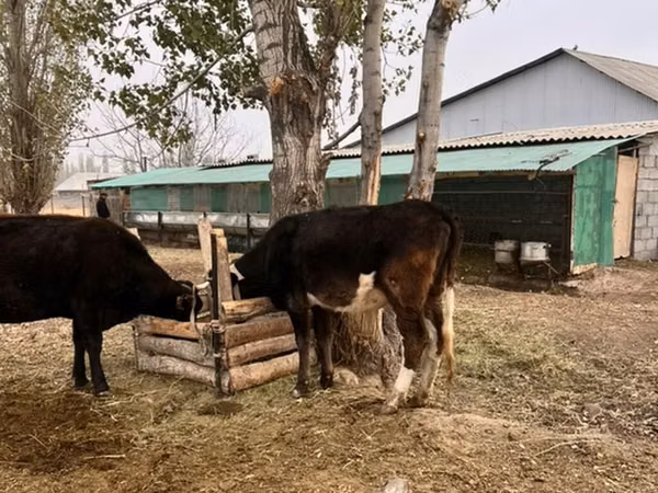 Bull, Russian Black pied cattle