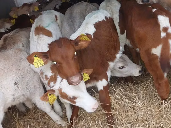 मवेशी (लॉट, लिंग निर्दिष्ट नहीं), Simmental cattle