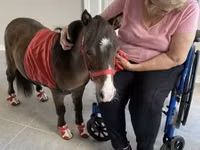 Caballo, Miniature horse — foto 5