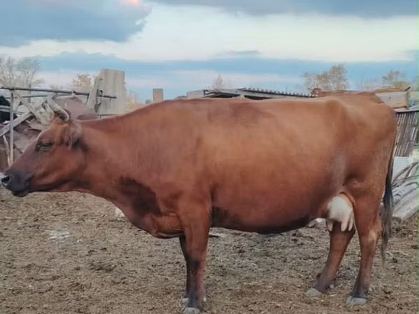 Cow, Kazakh White-headed cow