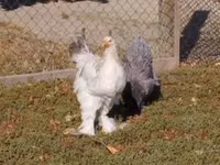 Brahma — foto 1