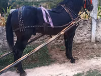 Caballo, Caballos — foto 2