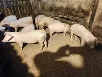 خنزير ذكر — الصورة 6