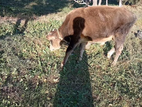 Cabro, Cabras