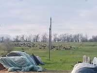 Sheep, Edilbay sheep — photo 2