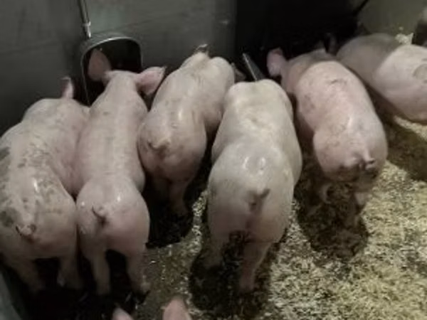 Schweine (Partie, Geschlecht nicht angegeben), 