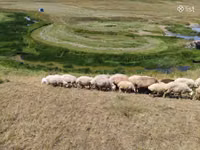 نعجة, Balbas sheep — الصورة 8