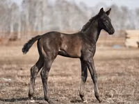 Hengst, Trakehner — Foto 1