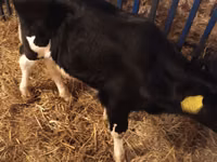 Bull, Cattle — photo 2