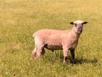 मेढ़ा, Shroshire sheep — फ़ोटो 5