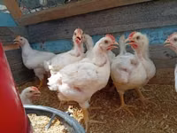 Chickens — Foto 2