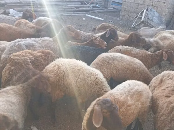 Sheep (batch, sex not specified), Sheep