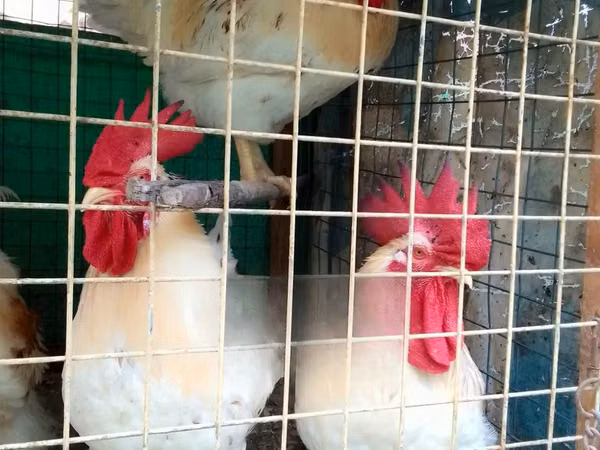 Chickens