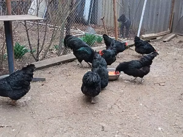 أوسترالورب