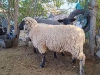 Sheep, Sheep — photo 1