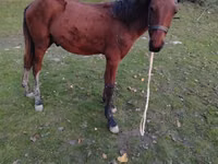 Caballo, Caballos — foto 2