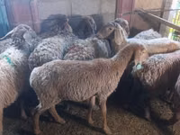 Oveja, Arashan sheep — foto 5