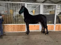 公马, Friesian — 照片 7