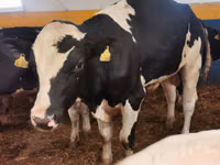 Toro, Simmental cattle — foto 4
