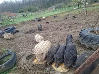 Schweine (Partie, Geschlecht nicht angegeben) — Foto 5