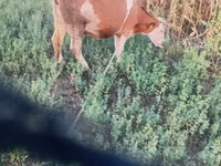 Kuh, Kaste Kuh — Foto 2
