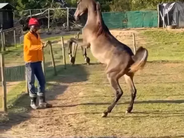 घोड़ा, National Show Horse