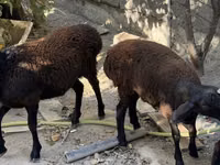 मेढ़ा, Aland sheep — फ़ोटो 4