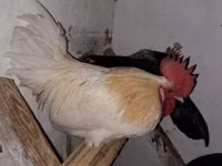 Chickens — Foto 6