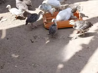 Turkeys — photo 2