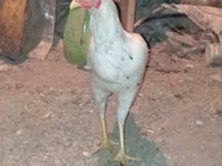 Chickens — 照片 1