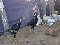 Malay Game — Foto 2