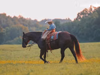 Hengst, Quarter Horse — Foto 6