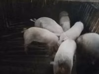 公猪, Pigs — 照片 4