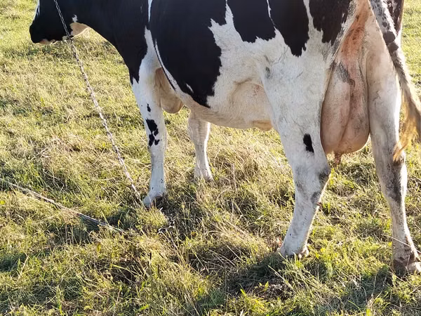 Cow, Holstein breed