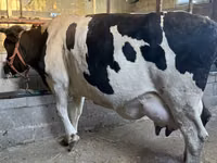 गाय, गोलस्टीन नस्ल — फ़ोटो 3