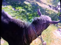 Cabro, Cabras — foto 4