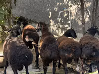 मेढ़ा, Aland sheep — फ़ोटो 5