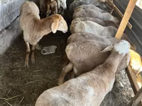 Schaf, Rhon sheep — Foto 3