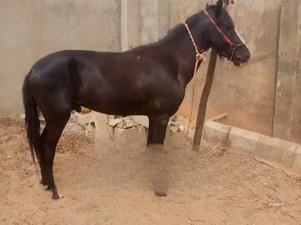 Hengst, Nigerian horse